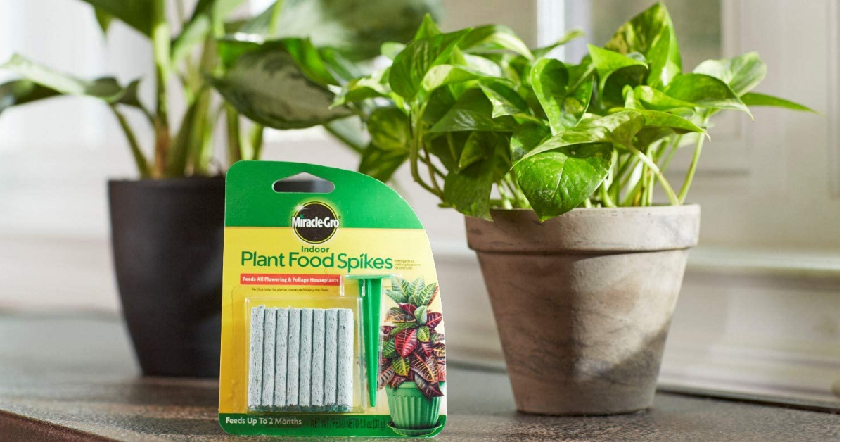 The Best miracle gro succulent plant food To Feed Your Succulents.